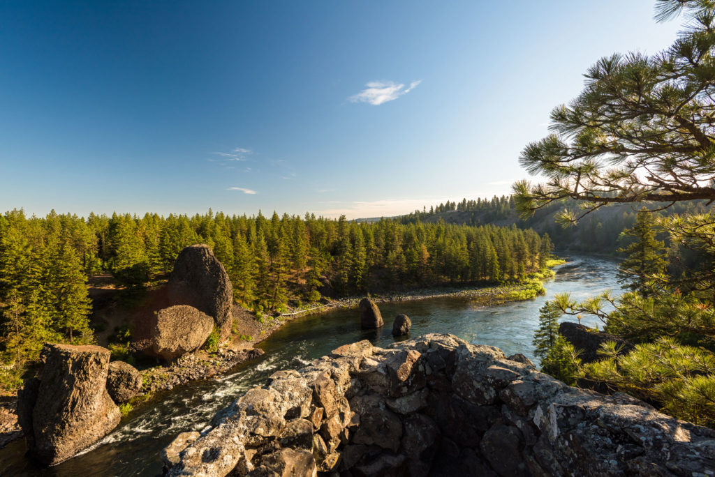 River surrounded by pine trees