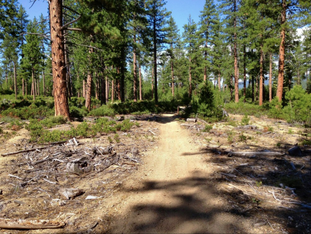 Trees and trails of Three Trails in Oregon