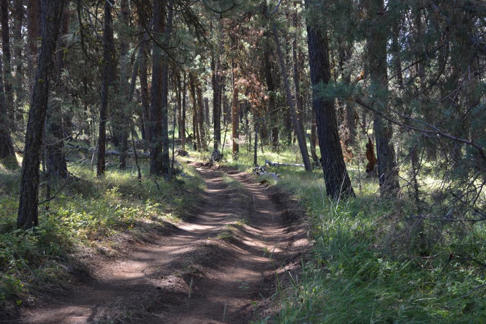 Trail in the middle of the woods