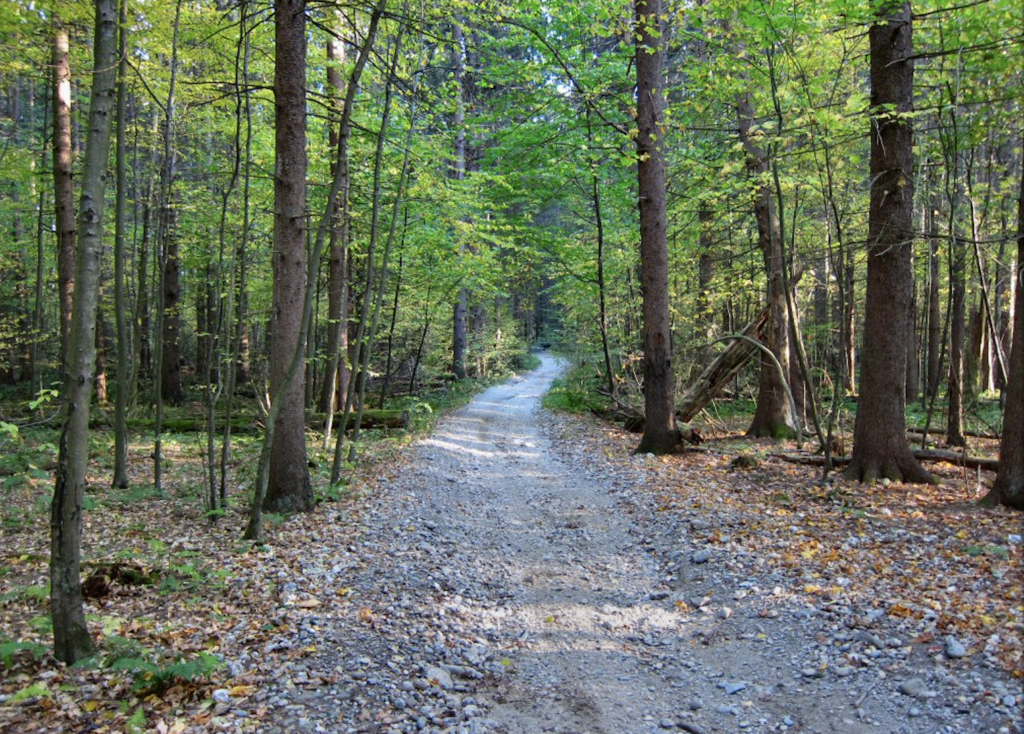 photo of Pittsfield State Forest trail in Massachusetts