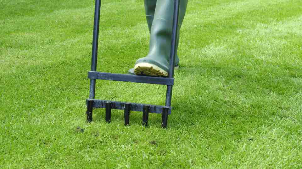 Aerating lawn