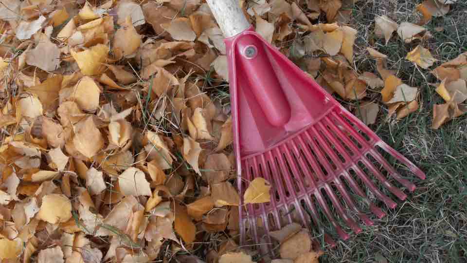 Cleanup leaves and debris