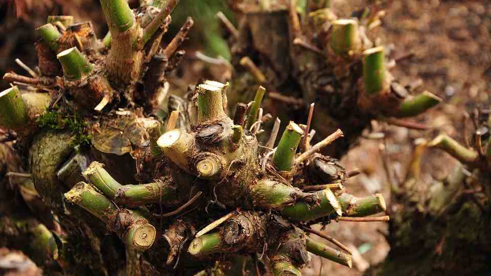 Prune back bushes