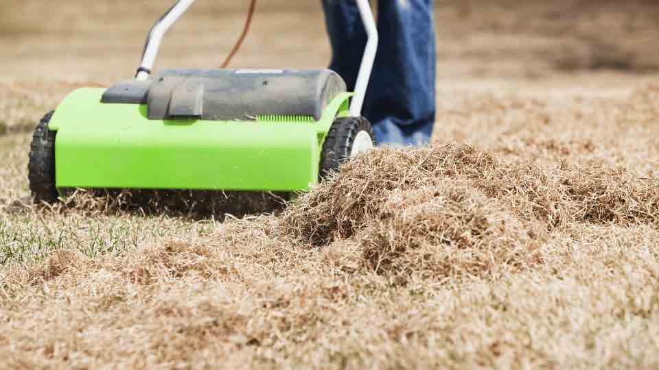 Dethatching your lawn