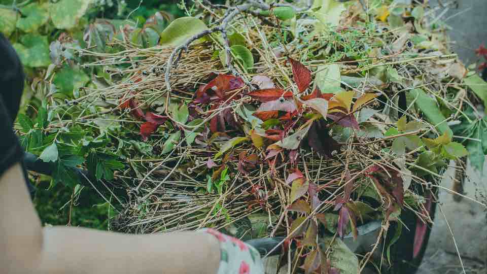 Garden Cleanup